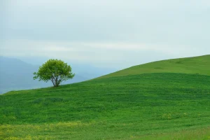 lonely tree hill img